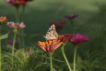 Butterfly on a flower
