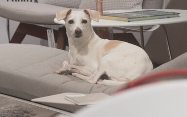hundeblick