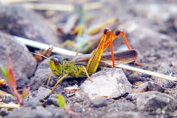 Locusts on the ground. Macro, close-up. Locust invasion. Selective focus
