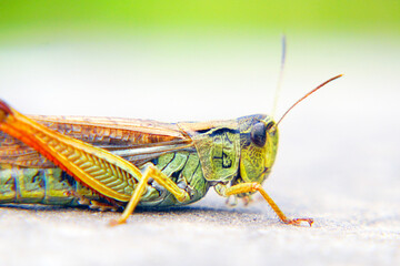 Locusts on the ground. Macro, close-up. Locust invasion