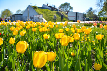 Tulpen