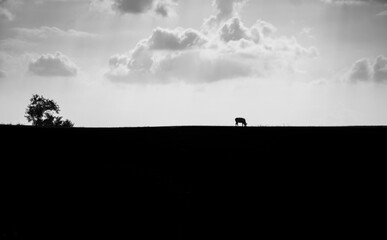 Naklejka na ściany i meble Silhouette of a cow in the field