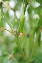 Hot Chilli pepper Cayenne