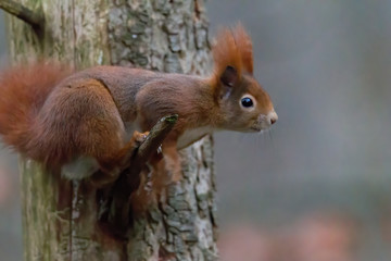 European brown squirrel in winter coat on a branch in the forest