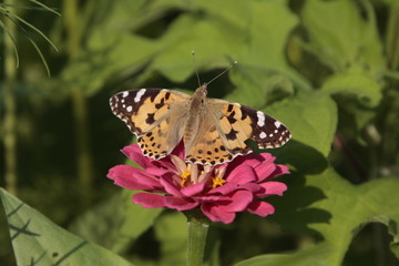 Butterfly on a flower