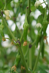 Hot Chilli pepper Cayenne