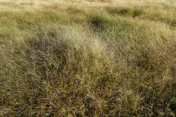 Fototapeta premium grass Background and Wallpaper with copy space