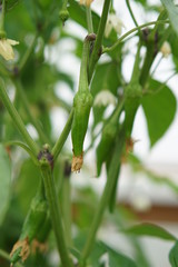 Hot Chilli pepper Cayenne