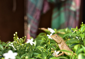 The oriental garden lizard, eastern garden lizard, bloodsucker or changeable lizard is an agamid lizard found widely distribute.