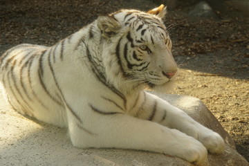 ホワイトタイガー