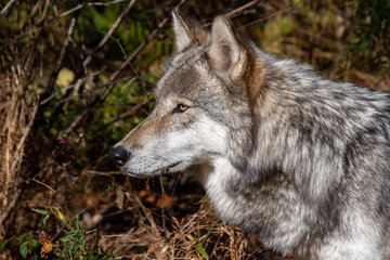 Naklejka na ściany i meble A side view closeup of a timber wolf's head as he stares into the forest