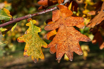 The colors of autumn. Leaves in a park in autumn. 
