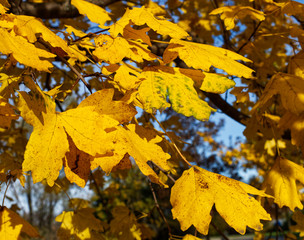 The colors of autumn. Leaves in a park in autumn. 