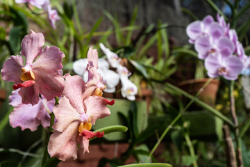 Pink vanda orchids in the botanical garden. Queen of vanda orchids