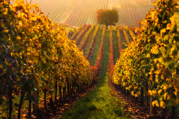 Autumn in Moravian vineyards near Velke Bilovice in Czech Republic