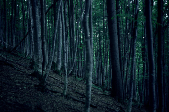 forest at twilight