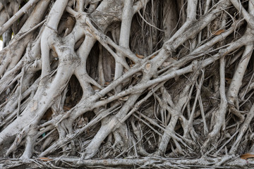 The background image is the root of a Banyan tree, Bodhi tree.
