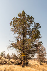 A tree with a No Pass sign, closed area, Indian reservation in Warm Springs.