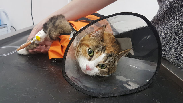 Ginger Cat on a drip. Vet and animal concept.