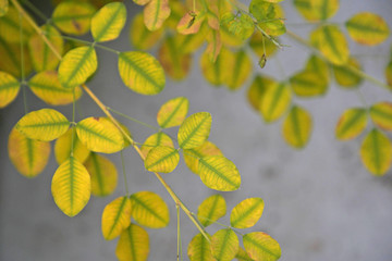 黄色い葉っぱと壁