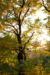 紅葉し始めた木と太陽
