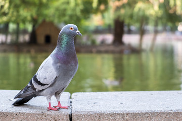 Gray dove bird outdoors in a city park.