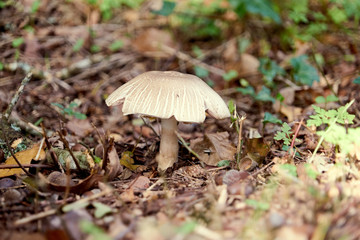 Champignon isolé .