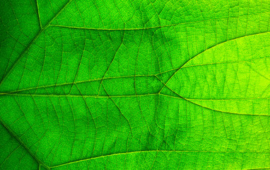 Abstract green leaf texture for background