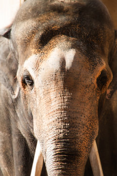 elephant face head brown background