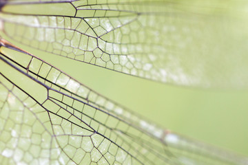 wing of a dragonfly with green background close up
