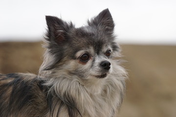 Chihuahua am See