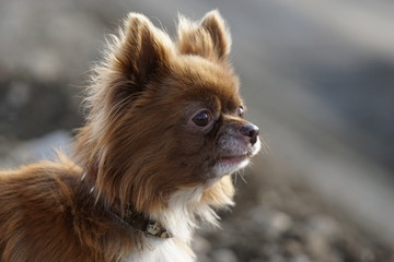 Fototapeta premium Chihuahua am See