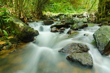 Stream in the green wood
