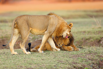 Southern Lion (Panthera leo melanochaita) also Eastern-Southern African Lion or Eastern-Southern African Lion. Dominant males of the pride welcome to meet in the savannah with a colorful background.