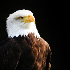 Closeup proud eagle head with yellow eyes and feathers on black background