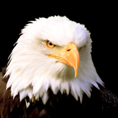 Closeup proud eagle head with yellow eyes and feathers on black background