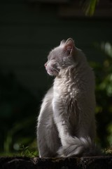 cat enjoying the morning sun