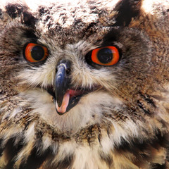 Close up face of an owl with orange eyes and brown feathers
