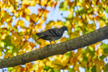 bird