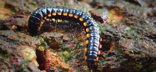 caterpillar on a leaf