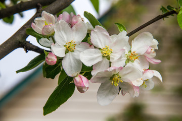 spring flowers of apple tree. Beautiful time