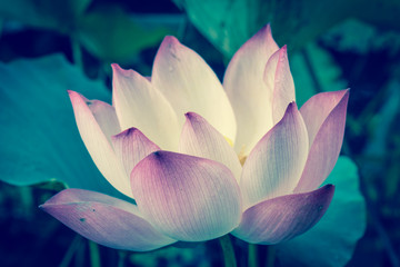 White and pink lotus flower full blossom at summer time in Vietnam