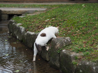 水辺から這い上がる太った野良猫