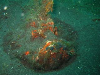 Steinfisch im Sand vergraben © wernerrieger