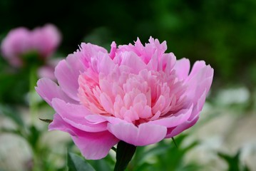 Pink peony in the garden close-up