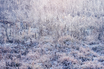 Dry and frozen plants on the meadow at sunny winter morning time.