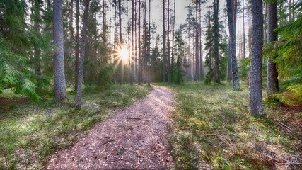 Path in the pine forest at sunset