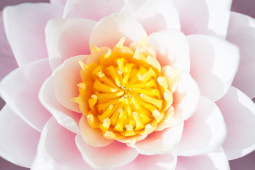 Close up of a blooming pink water lily flower in the garden