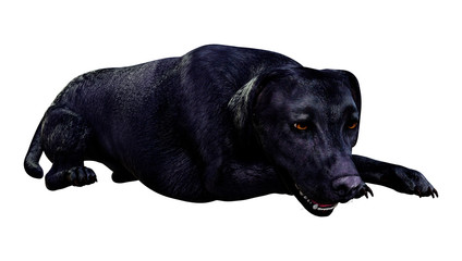 3D Rendering Labrador Dog on White