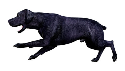 3D Rendering Labrador Dog on White